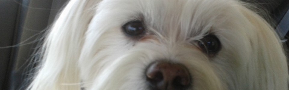 Bichon maltais
