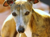 Whippet