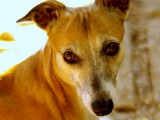 whippet