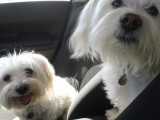 Bichons maltais