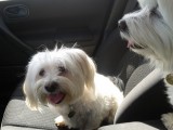 bichon maltais