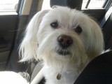 bichon maltais