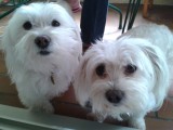 bichon maltais
