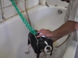 Lavage chien
