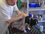 Séchage chien
