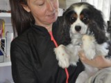 cavalier king charles