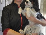cavalier king charles