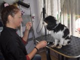 Rassurer le chien