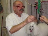 Esthétique chien