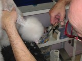 Sculpter le pompon