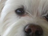 bichon maltais
