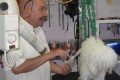 Art du toilettage