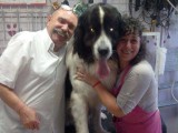 landseer