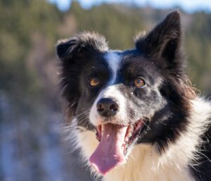 Alimentation naturelle chien : le guide complet bien-être