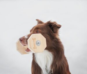 Meilleurs jeux Dodorat chien : comparatif et guide d’achat
