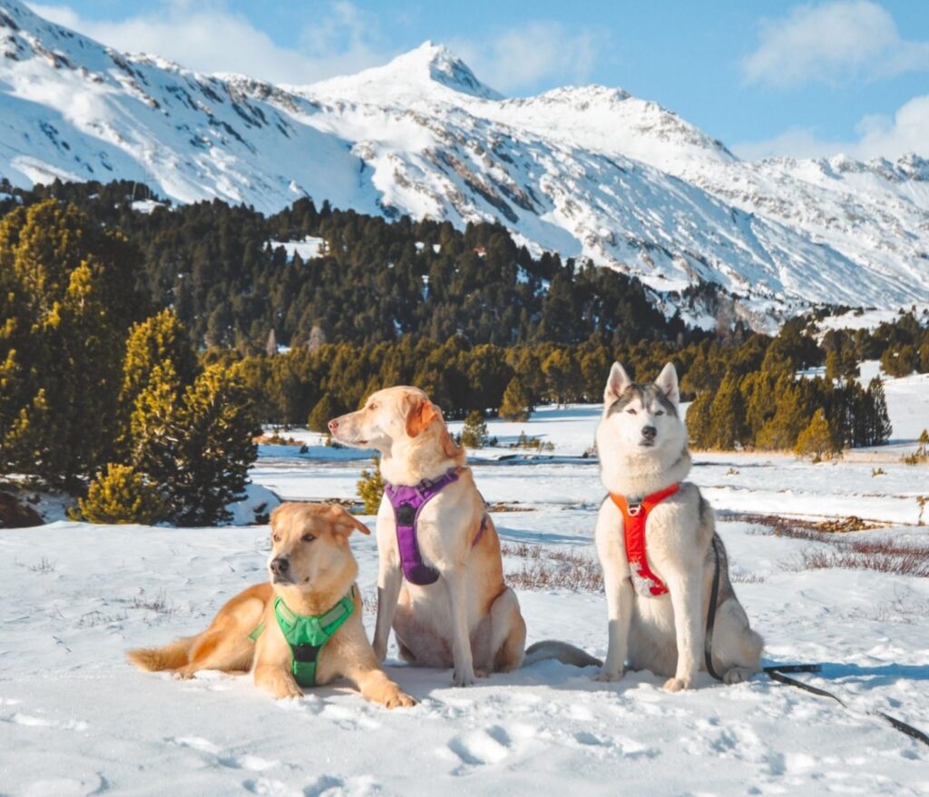 Accessoires voyage chien : la liste essentielle 2 Accessoires voyage chien : la liste essentielle