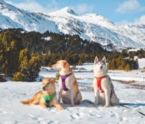 Accessoires voyage chien : la liste essentielle