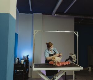 Toiletteur canin indépendant : démarches et conseils