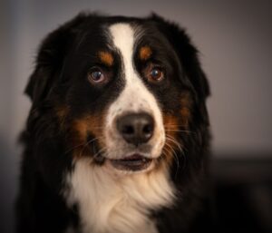 Toilettage chien à la maison : les erreurs à éviter