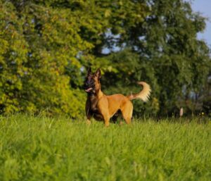 Comment fabriquer un jouet d’intelligence chien