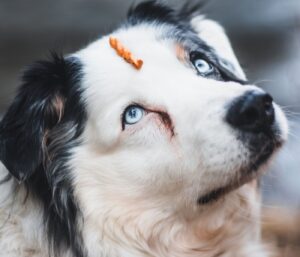Fabriquer des jouets d’intelligence chien