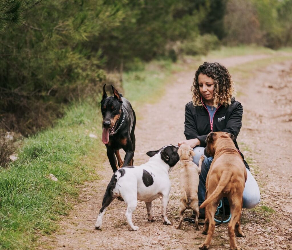 SEO local les pros bien-être animal