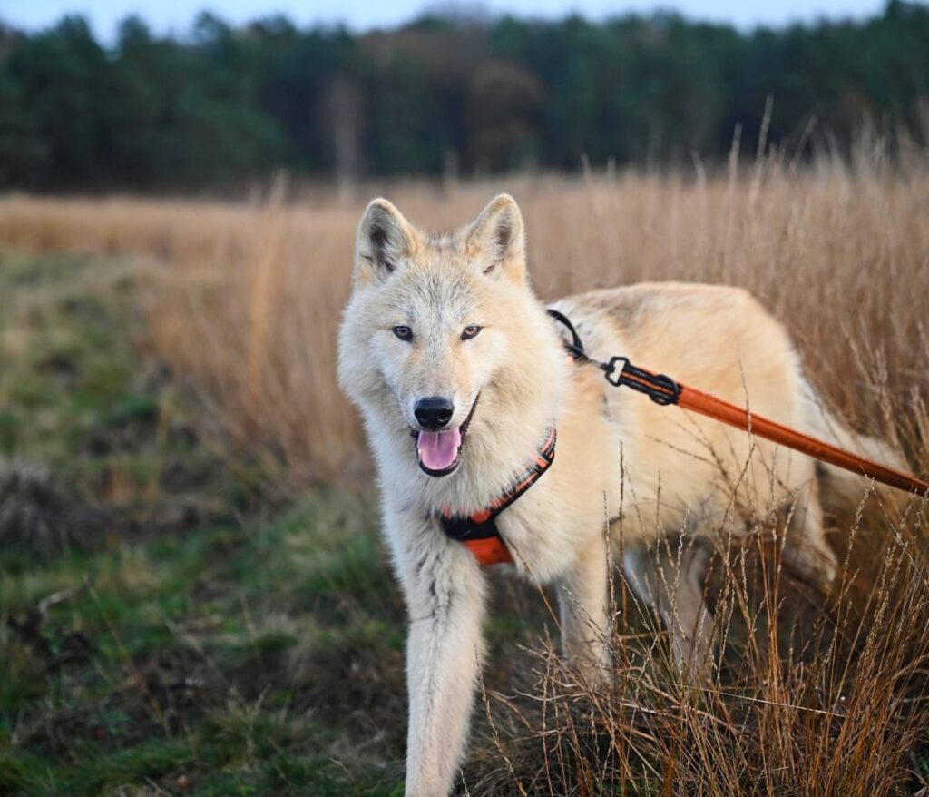 Votre chien, votre fidèle aventure 1 Harnais anti-traction chien : bien choisir