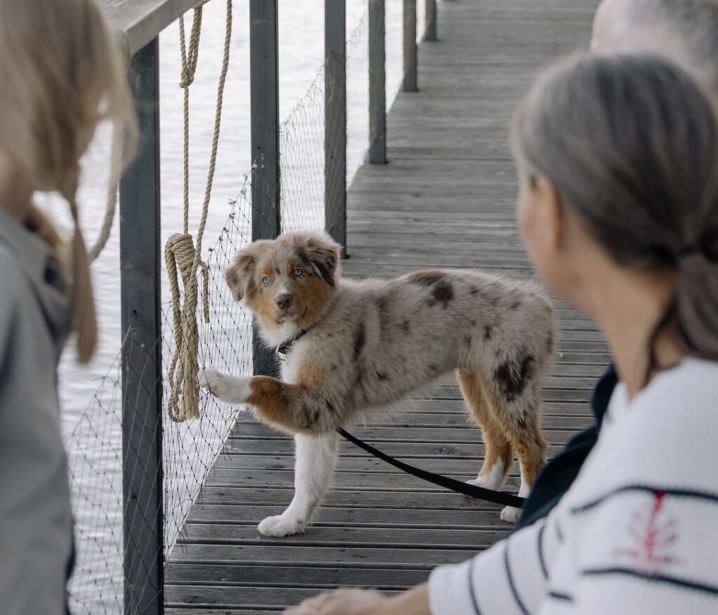 Socialisation précoce chiot : le guide complet