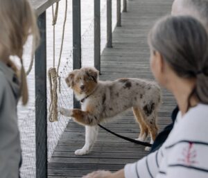Socialisation précoce chiot : le guide complet