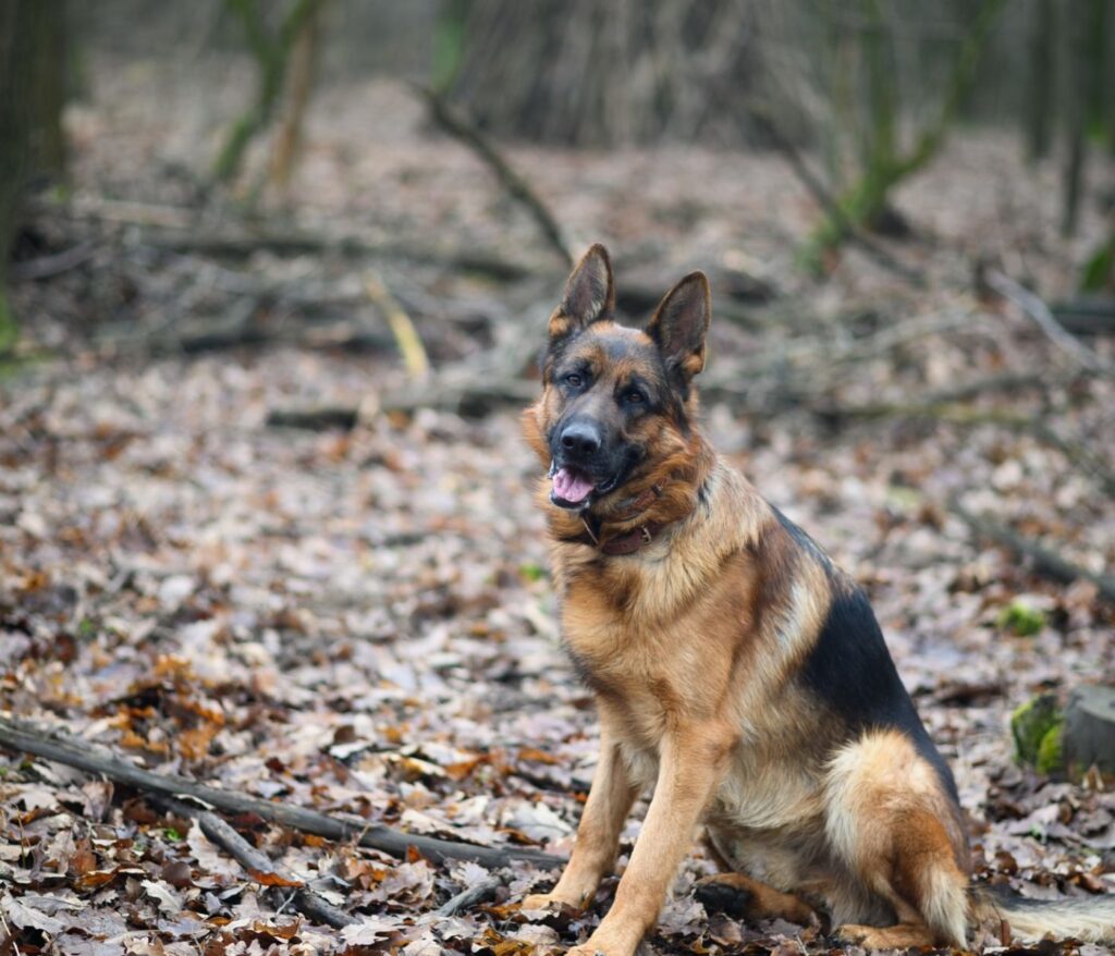 Votre chien, votre fidèle aventure 2 Prévention puces et tiques chez le chien : que choisir