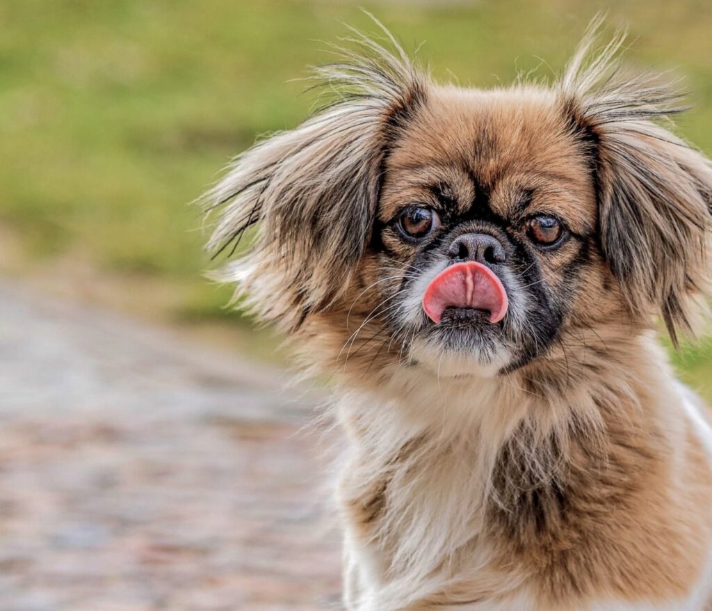 Votre chien, votre fidèle aventure 3 Produits toilettage chien : le guide selon le poil