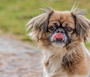Produits toilettage chien : le guide selon le poil