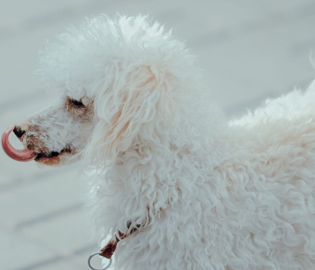 Votre chien, votre fidèle aventure 1 Toilettage chien poils frisés : le guide pas-à-pas