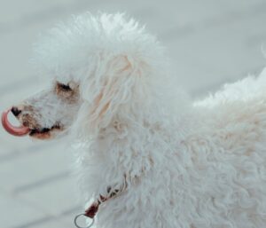 Toilettage chien poils frisés : le guide pas-à-pas