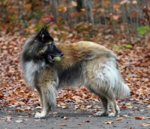 Toilettage chien poils longs : le guide pas à pas